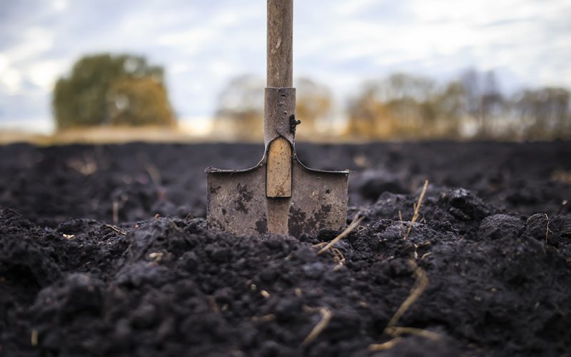 metal old shovel is stuck in the black soil of the earth in the vegetable garden in the autumn garden during agricultural work